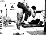 Donkey Calf Raise
